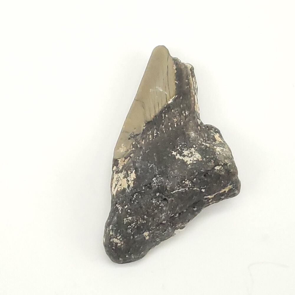 Megalodon Tooth Fossil Shark Tooth Part 3” Natural Beautiful